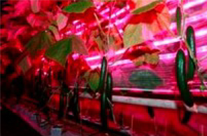 OSRAM Opto Semiconductor LEDs OSRAM Opto Semiconductor LEDs